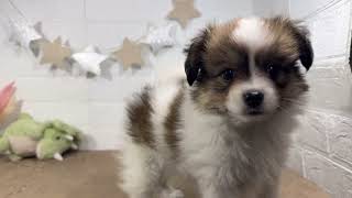 パピヨンの動画01