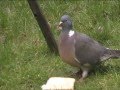 Nervous Wood Pigeon Wednesday 20th Of Feb 2013