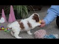 Cavapoo dogs for sale: Layla - Video 1