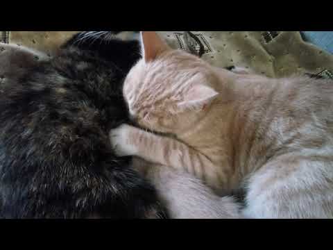 20,05,2020 Мама Маруся, маленький сын Мурзик и НАГЛАЯ РЫЖАЯ МОРДА