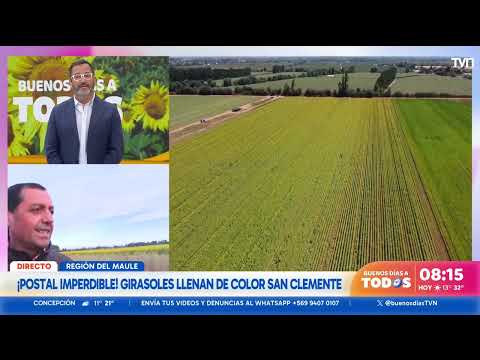 Campo de girasoles sorprende en San Clemente