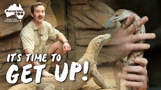 Behind the Scenes Early in the Morning | Reptile Rounds