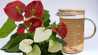 Ich kaufe keinen Dünger mehr! Ich habe es selbst gelernt und die Anthurien blühen ununterbrochen