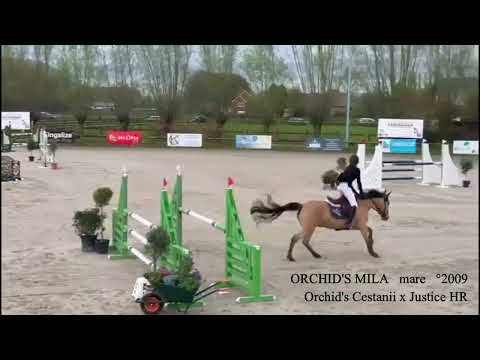 Orchid's Mila