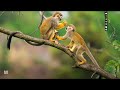 ABC S AT THE ZOO 2025