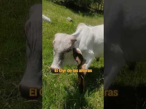 Torete Gyr San Antonio #ganaderia #huancabamba #campo #ganado #piura #peru