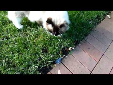 Ragdoll Cat Charlie Plays with a Fake Mouse and Trigg Outside Early October 2013 - Floppycats