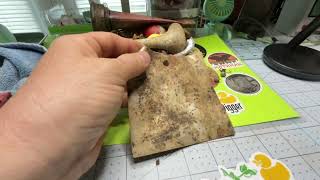 Lucky Duck Digger #125 Drained Lake hunt 3 wrap up