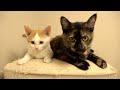 Tiny Kitten And Apartment Cats With Names