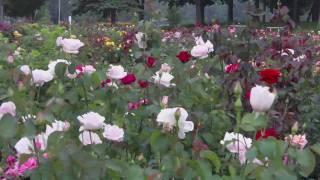 Rose Garden Rainy Day   july 29, 09