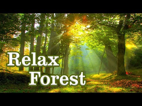 Relax Forest