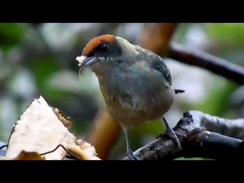 Tangara krovinová (Stilpnia vitriolina) — video o speve a chove