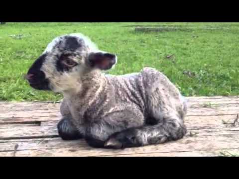 Baby lamb...day 1