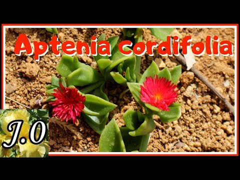 , title : '👨🏼‍🌾 Cuidados y reproducción de Aptenia cordifolia (Mesembryanthemum cordifolium) [Rocío, Escarcha]🌱'