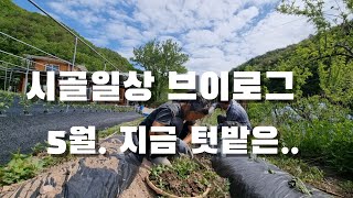 [시골일상 브이로그] 텃밭 고구마 심기. 양파, 감자, 대파, 열무, 상추, 양배추 근황. 알아서 크니 좋구…