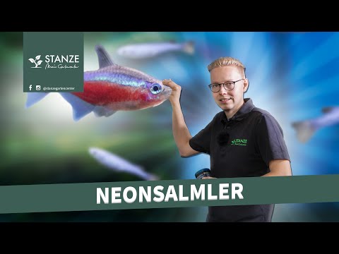 Neonsalmler im Aquarium