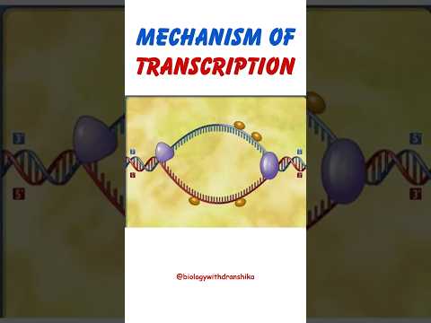 Mechanism of Transcription: DNA 🧬to RNA – The Process of Genetic Expression