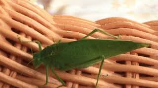 Brother John - Big Head Todd and the Monsters cover