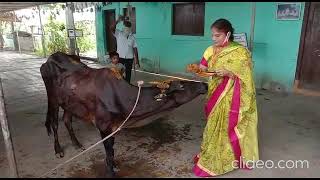 COVID 19-Distributed feed to 700 cows in Kothagudem,Bhadrachalam