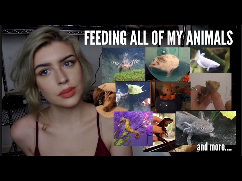 FEEDING ALL OF MY ANIMALS (Yes, I Do This Every Day)