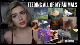 FEEDING ALL OF MY ANIMALS (Yes, I Do This Every Day)