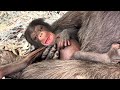 The L A Zoo Welcomes Two Baby Chimpanzees