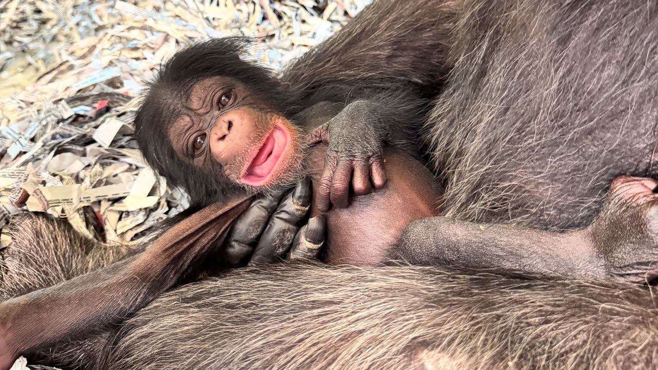 Los Angeles Zoo Welcomes First Chimpanzee Infants in Over a Decade