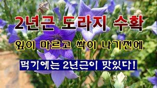 [텃밭농부 2,122]  2년근 도라지 첫수확. 지난봄에 심은 1년생 종근을 키움!
