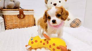 キャバリアの動画01