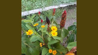 Download lagu Zaman Penuh Cinta mp3