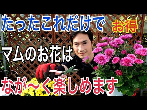 どの菊の肥料を選ぶべきですか？冬になったらどのようにお手入れすればよいでしょうか？  庭園