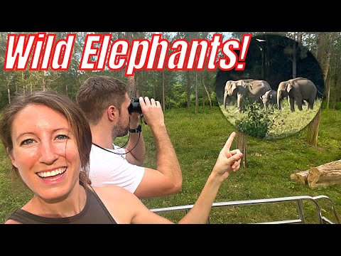 , title : 'We Saw WILD ELEPHANTS! Hua Hin, Pranburi Forest Park, Kui Buri National Park, Thailand Travel Vlog'