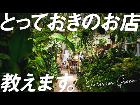 スプリングスパー 植物