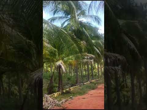  122 Cent Agricultural/Farm Land for Sale in VARICHUR Madurai