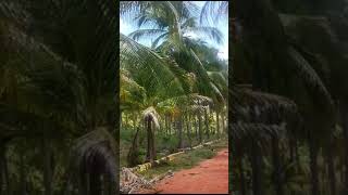  Agricultural Land for Sale in VARICHUR, Madurai, Madurai