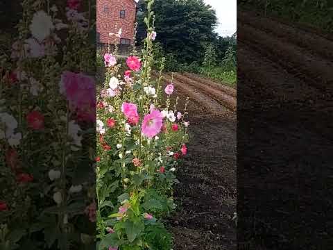 タチアオイの種を集めるのに最適な時期はいつですか?なぜそれを自己播種させないのでしょうか？  庭園