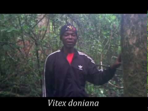 TREE - Vitex doniana