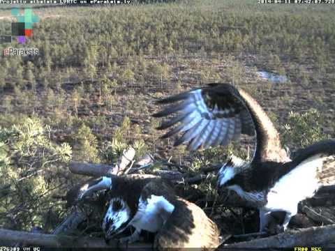 Latvian Osprey - April 11 - 2014 - she thought there comes a mating 7:42