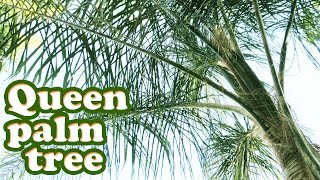 Queen Palm Tree Tropical Plant - Growing Types Of Palm Trees - Tall Plants - Gardening Jazevox Video