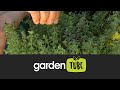 Tips for growing thyme