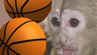Monkey the Basketball Player - Part 1 - Capuchin Playing Basketball With a Corn Cob