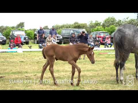 Fohlenprämierung Föhr 2019 | Stute | St. 776 | Catch - Clinton I - Landos | Carl-Oluf Roeloffs