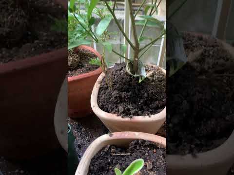 髪の毛で天然堆肥を作るには？肥沃な土壌を作るための完全ガイドはこれです！  庭園