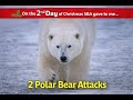Scary Bear Attacks: True Polar Bear Attacks in the Arctic