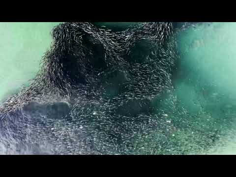 Massive School of Bunker Fish Spotted Off Long Island