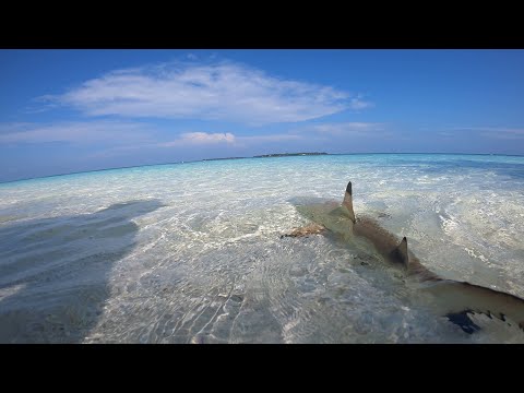 Videos del Dhawa Ihuru 5★ en Malé, MaldivasVer MásVerPrecios18CerrarConsulta por Whatsapp 🇦🇷BookingTripadvisorExpediaAgodaTravelocityOrbitzPricelineTripSkyscannerDespegarKayakHotelesDestiniaTrivagoLastminuteHotwireTuiWotif