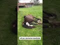 Horse Gives Birth To Foal Showing The Whole Foaling Process What To Do And NOT To Do