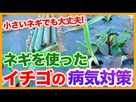 野菜、ハーブ、花の中でイチゴに最適なコンパニオンプランツは何ですか?  庭園