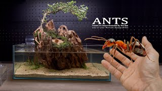 Ants Escape ! Create an 'Island Encircled by the Sea' in the Aquarium  @theantsglobal