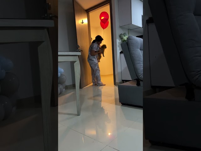 Vídeo relacionado con The Dogfather Tee Regalo Día del Padre Perro Labrador Retriever Camiseta